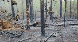 Feuerwehr im Großeinsatz bei Sallahn